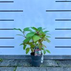 Hortenzia metlinatá (Hydrangea paniculata) ´LIVING INFINITY´® by LIVING CREATIONS® výška 20-30 cm, kont. C1,5L - 150 dní kvitnutia!